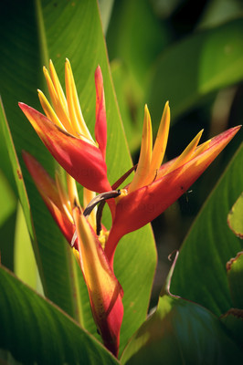 Bird of Paradise