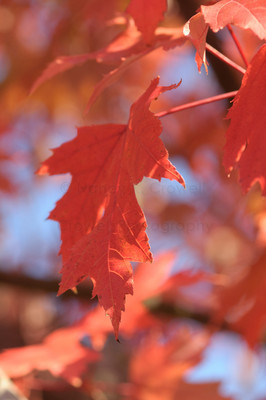 Maple