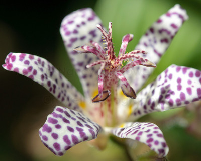 Toad Lily-2