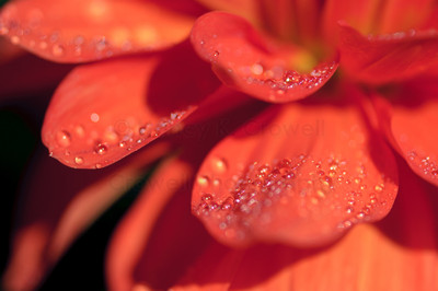 Dahlia 14