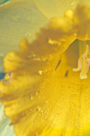 daffodil (1 of 1)-2