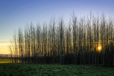 Winter Sun