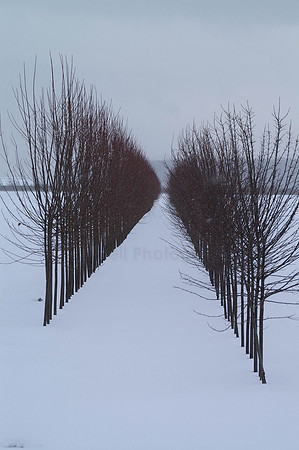 Winter Trees-2