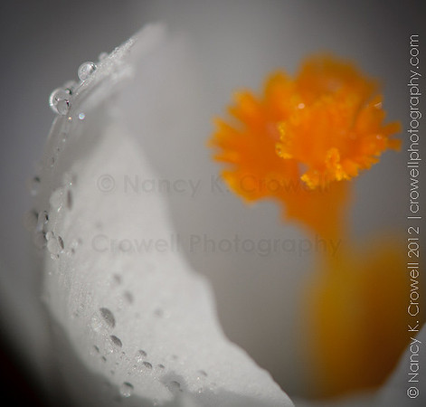 White Crocus 2