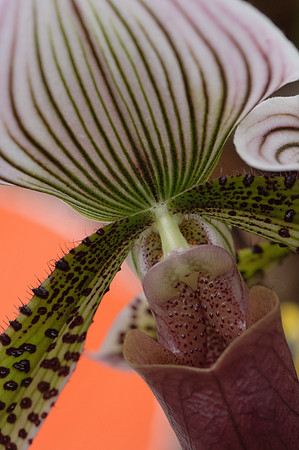 Orchid-7