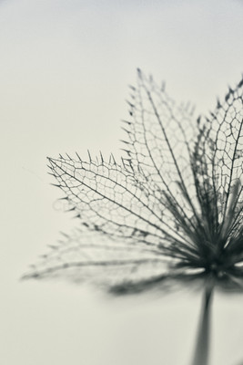 Remnants of Summer-2