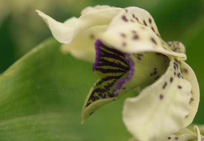 Orchid 6