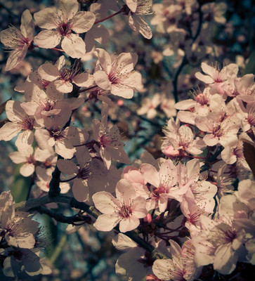 Blossom 08