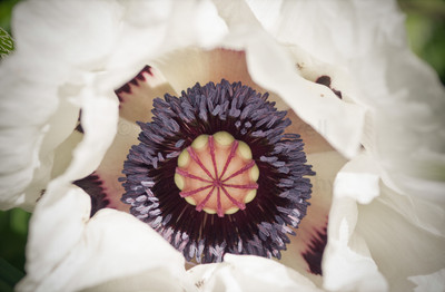 White poppy-1