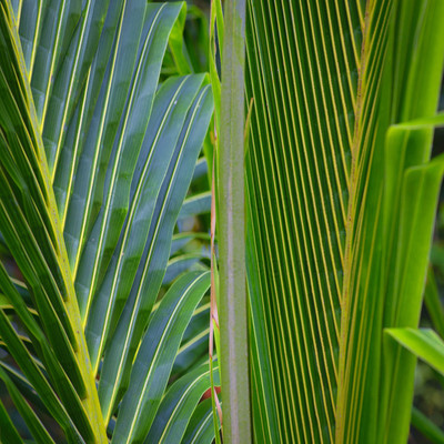 Graphic Palms