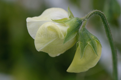 sweet pea-3