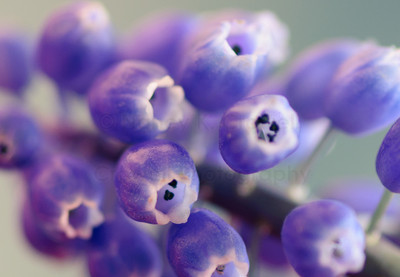 grape hyacinth-2