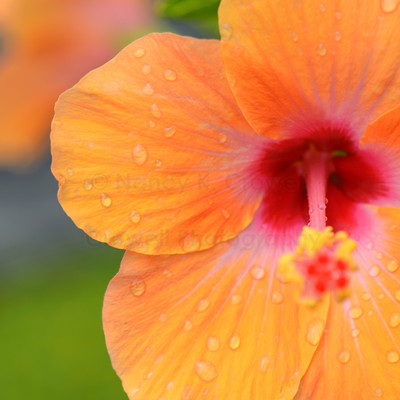 Orange Hibiscus square