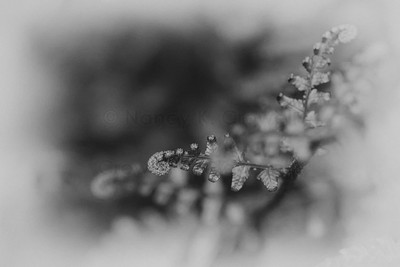 Fern Study-4