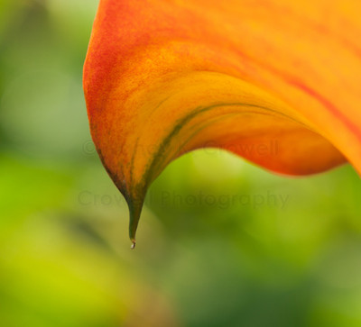 yellow calla-1