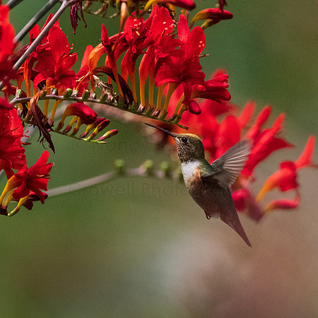 Rufous