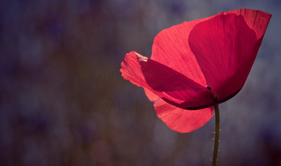 european poppy-15