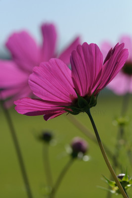Cosmos-4