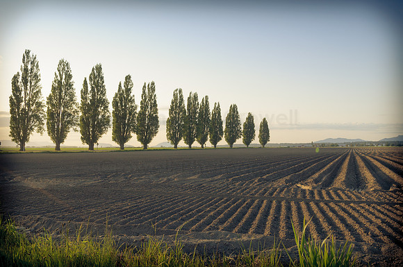 Skagit Valley Afternoon-9