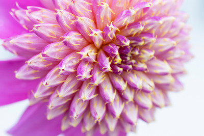 Dahlia-2