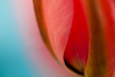 Tulip 05