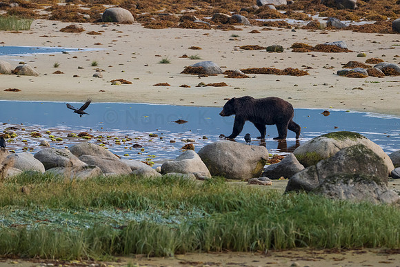 CrowellPhotography_beach bear