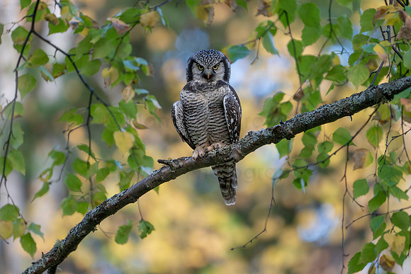 CrowellPhotography_northern hawk owl