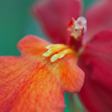 Orchid - 1