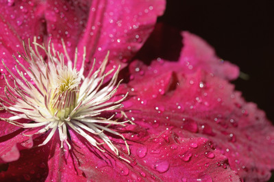 Clematis Rebecca -4