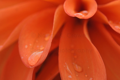 Dahlia 08
