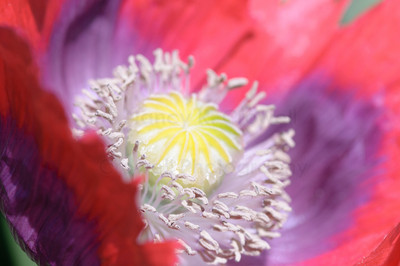Fringed Poppy-5