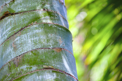 Bamboo Trunk