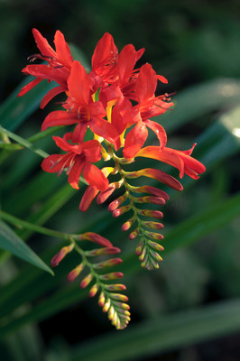crocosmia lucifer - 2