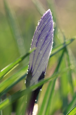Crocus-7