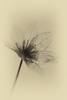 Remnants of Summer-4
