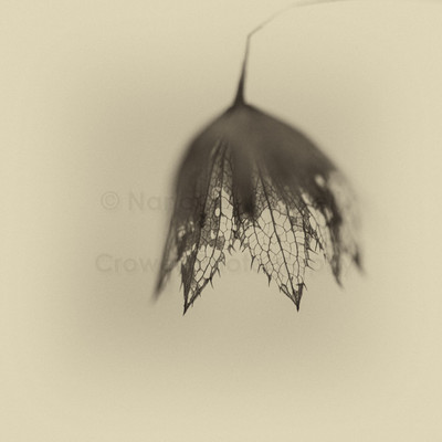 Remnants of Summer-1