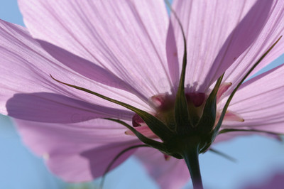 Cosmos-14