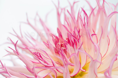 Dahlia-5