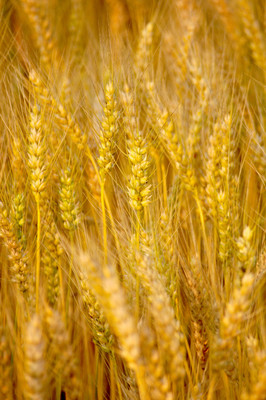 winter wheat