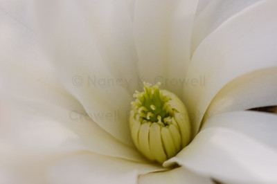 Star Magnolia