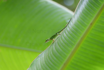 Green Anole