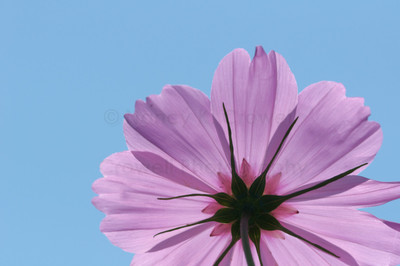 Cosmos-3