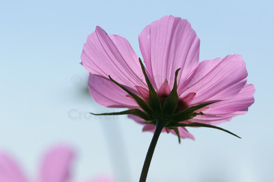 Cosmos-13