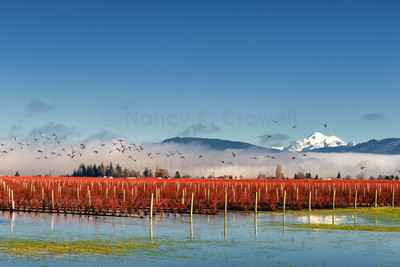 Blueberries against Mt. Baker
