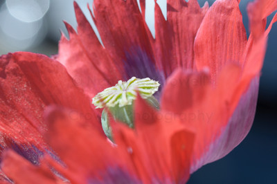 Fringed Poppy-6
