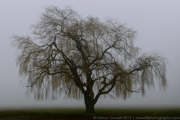 Foggy Day-2349-2