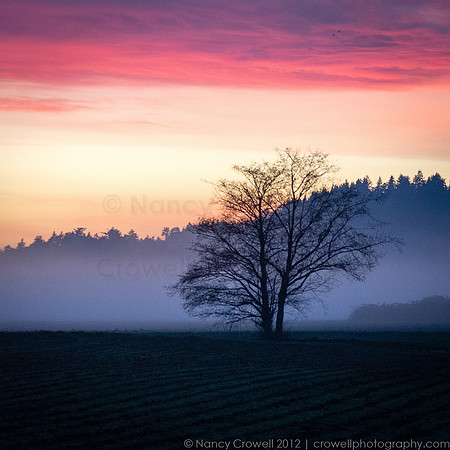 Sunset Fog-2107
