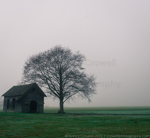 Foggy Day-2259