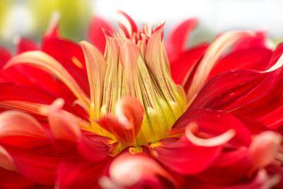 Dahlia 06
