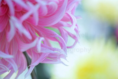 Dahlia 02